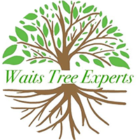 Tree Trimming Services - Tree Removal Services - Tree Thinning Services - Tree De-Mossing Services - Stump Grinding Services Valrico - Brandon - Tampa - Riverview - Lithia - Seffner - Lakeland Fl