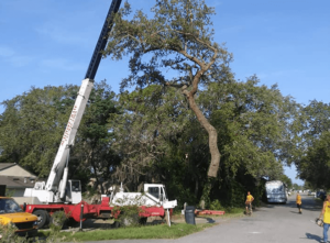 Tree Trimming Services - Tree Removal Services - Tree Thinning Services - Tree De-Mossing Services - Stump Grinding Services Valrico - Brandon - Tampa - Riverview - Lithia - Seffner - Lakeland Fl