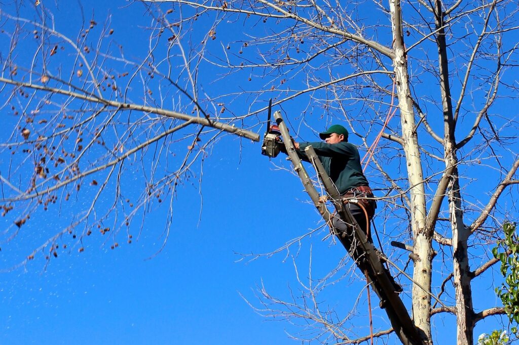 Growing Strong: How Pruning Enhances Tree Health and Longevity