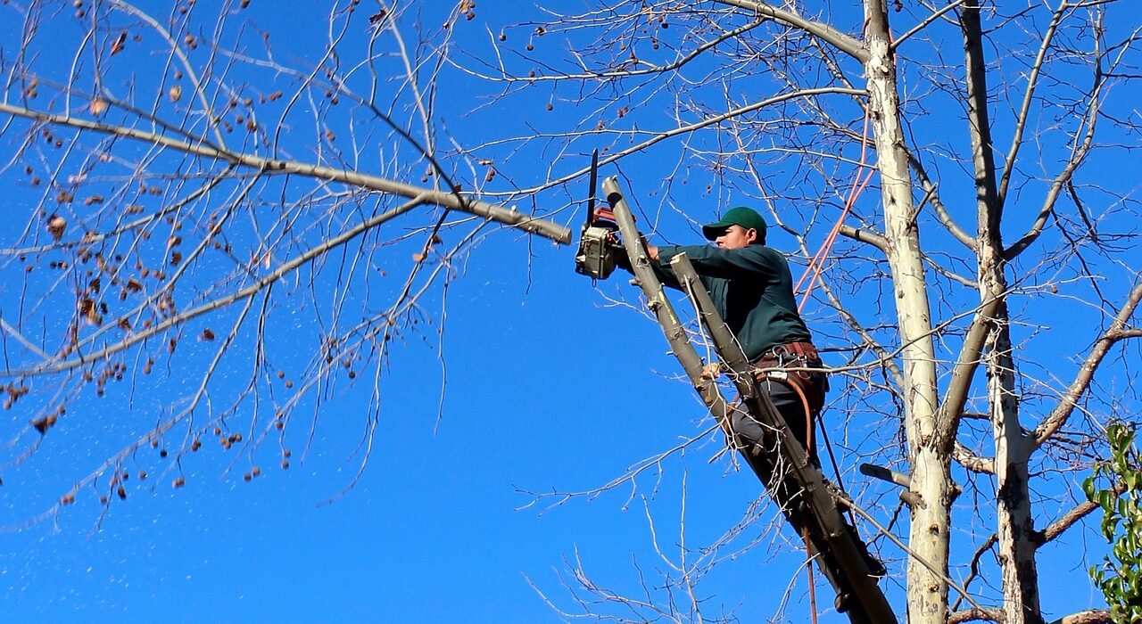 How Pruning Enhances Tree Health and Longevity